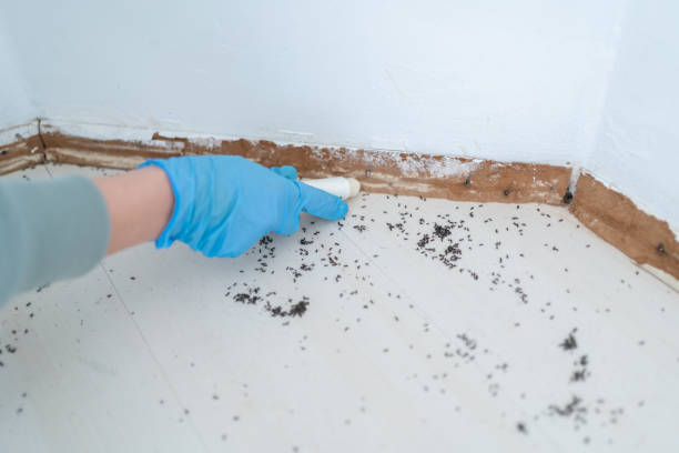 Pest Prevention Services in Auburn, AL